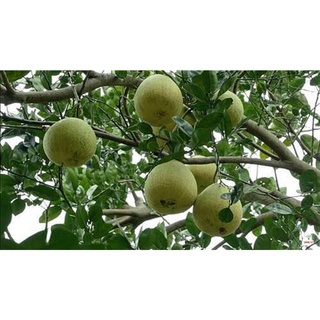 Cây BƯỞI ĐOAN HÙNG