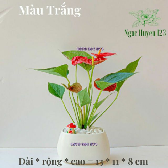 Cây Hồng Môn hoa màu đỏ