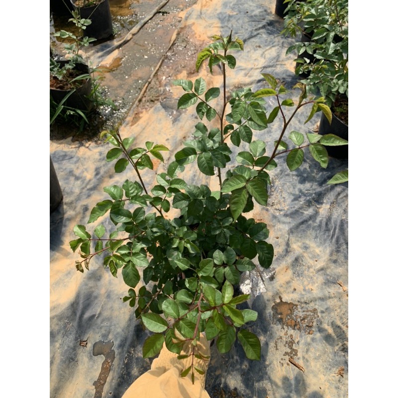 Cây hoa hồng leo KATE màu hồng tím - cây nguyên chậu cao 50-60cm. thienan22916