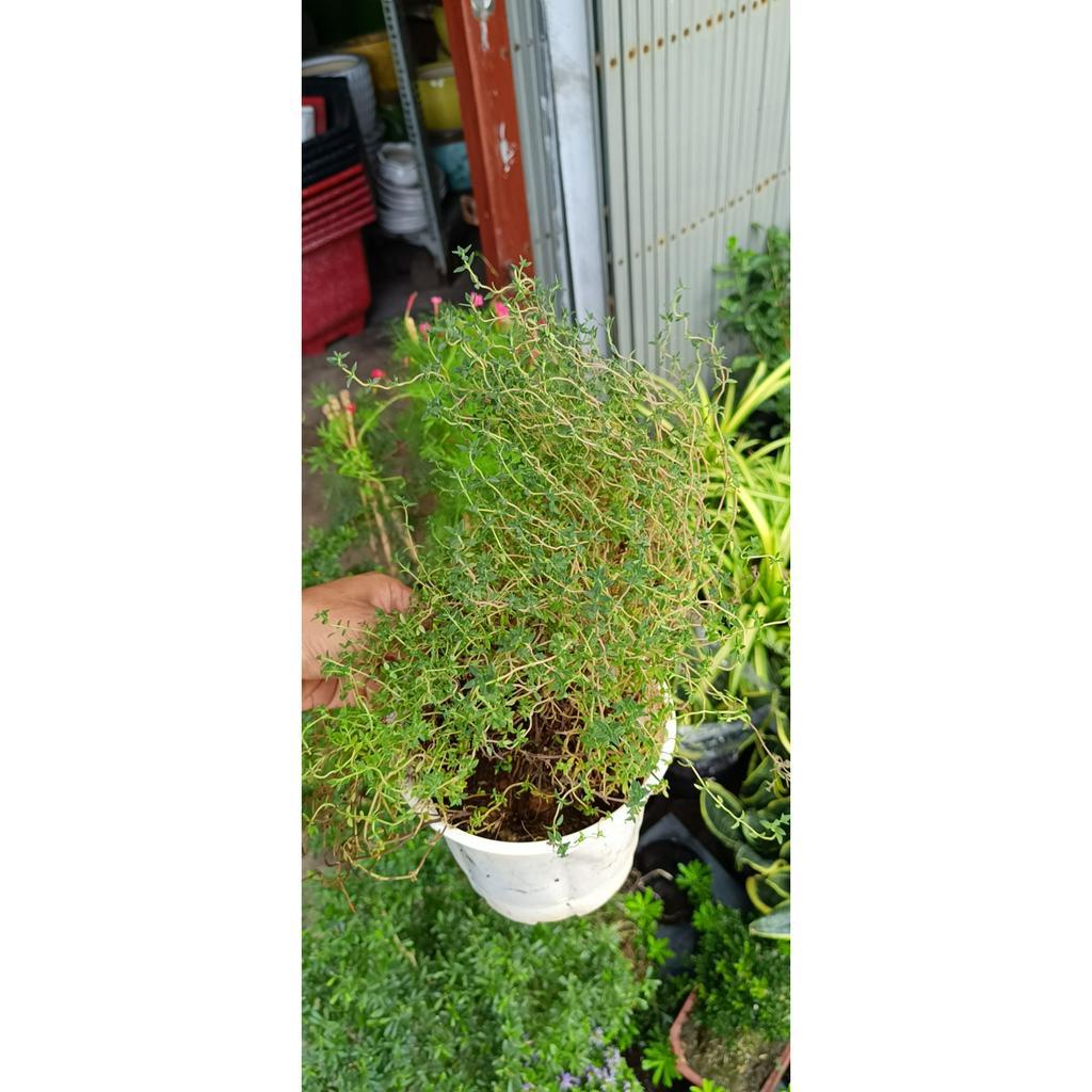 Cỏ xạ hương cỏ xạ hương (Thyme) có tên khoa học là Thymus vulgaris- thần dược tốt cho thần kinh và hô hấp (chậu cây)