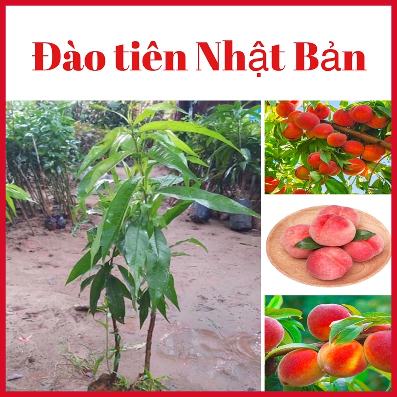 Cây đào tiên quả to mã đẹp (ảnh thật hình cuối)