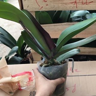 Lan hồ điệp sẵn ngồng