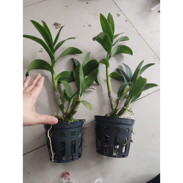 Denro nắng Pen cam hàng mới về!!