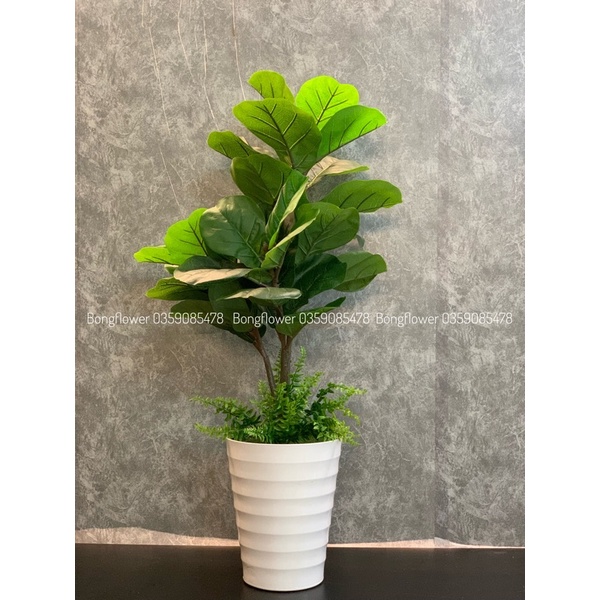 Cây giả - cây bàng Singapore giả và cây chuối giả cảnh decor siêu xinh