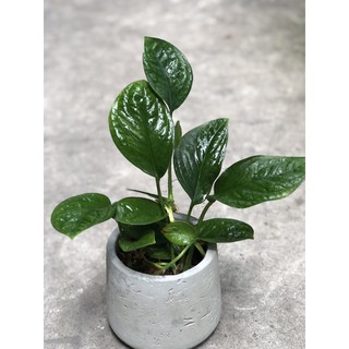 (Hỏa Tốc) Set Trầu Bà Hạnh Phúc & Chậu Decor