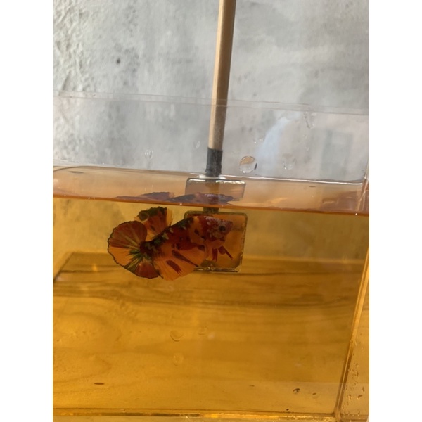 Kính kè cá Betta - Huấn luyện Betta sung hơn