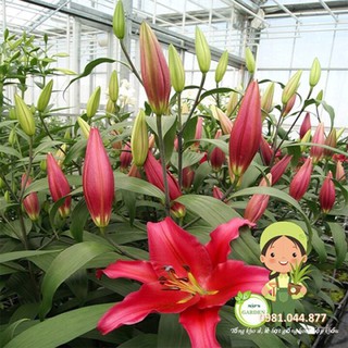 Củ giống hoa ly thơm màu đỏ size to