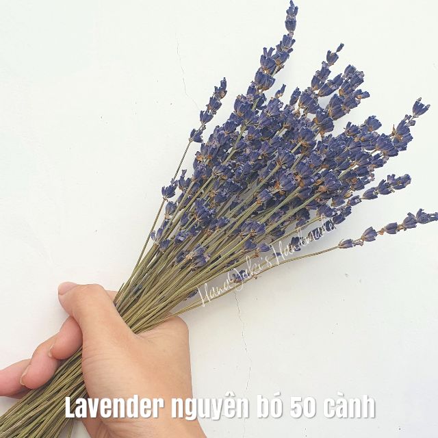 Bó 50 cành hoa Lavender khô (Pháp) dùng trong Resin, nến, decor, thiệp handmade ❄HanaYuki❄