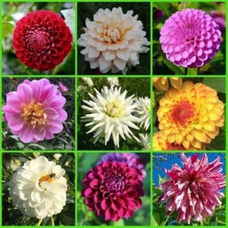 50 hạt giống hoa thược dược kim cương nhiều màu