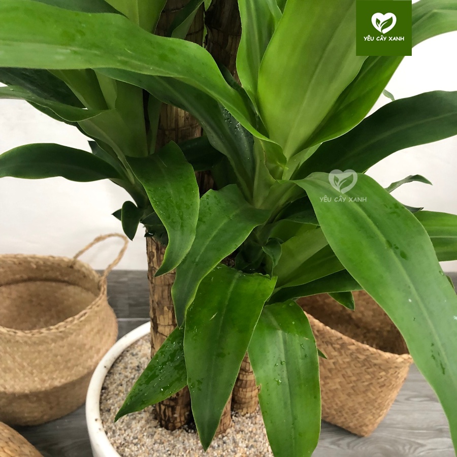 Cây Thiết Mộc Lan 5 Nhánh đại diện cho ngũ hành