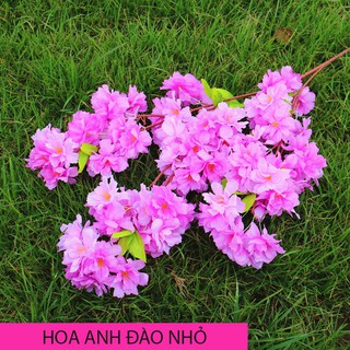 Hoa Anh Đào