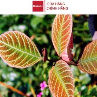 Lá khôi tía khô thượng hạng Sasuke 1kg chuyên về dạ dày