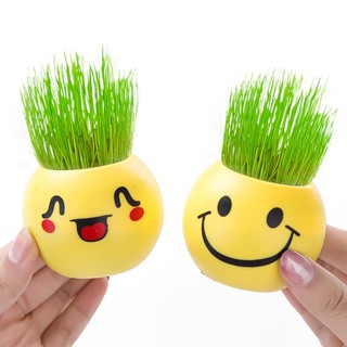 Combo 2 Chậu hoa mini để bàn (kèm đất + hạt giống)