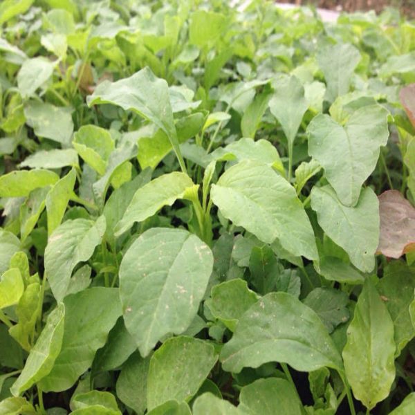 Hạt giống rau dền xanh - NGUYÊN GÓI hàng công ty tuyển chọn kháng bệnh sống khỏe