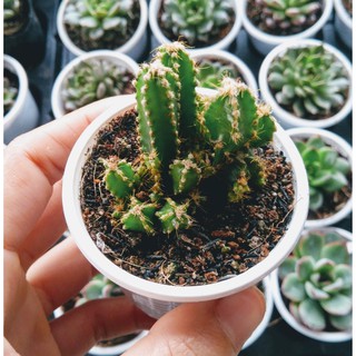 Xương rồng núi - dạng trụ