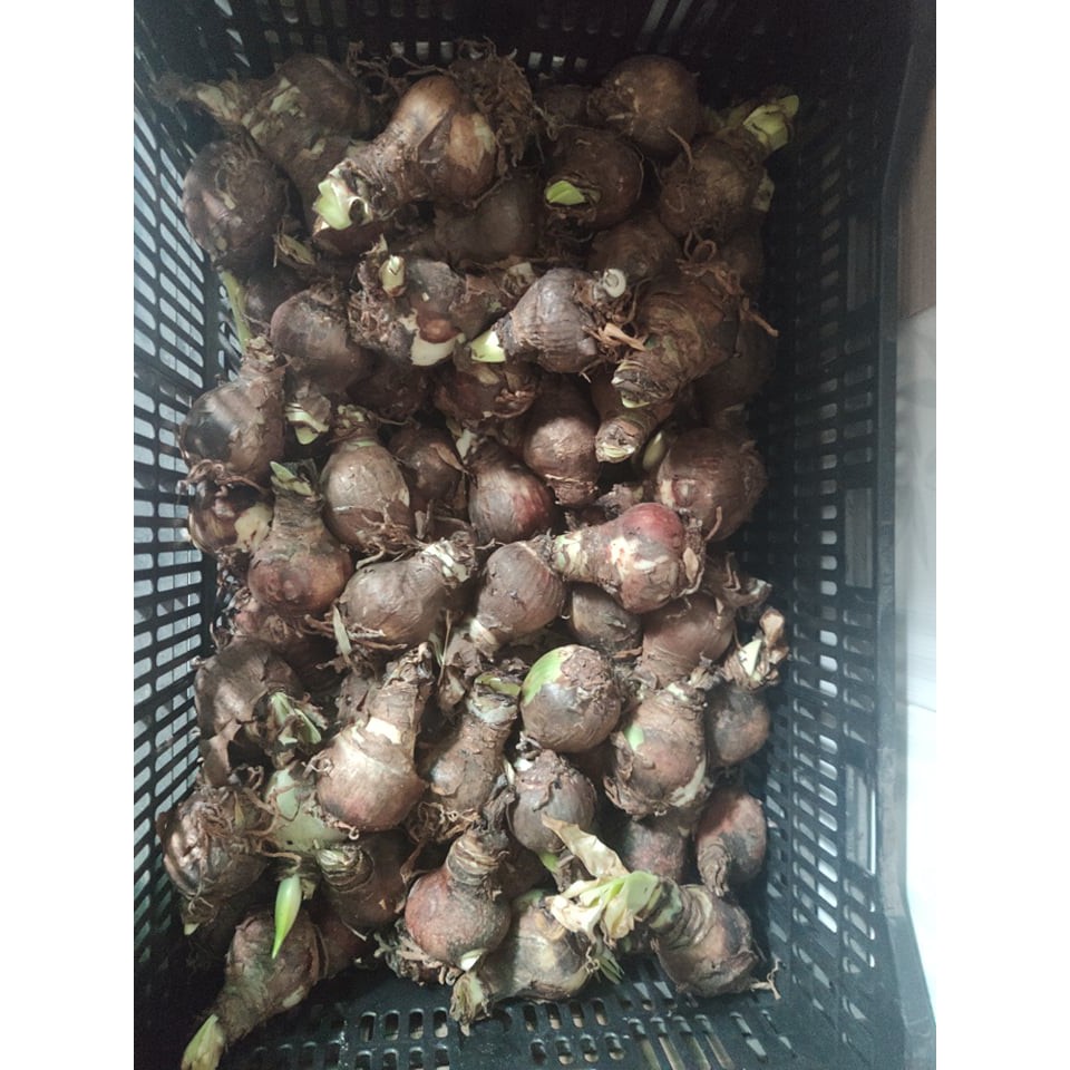 Củ hoa Huệ tây to đẹp