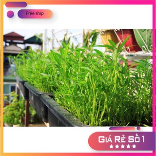 HẠT GIỐNG RAU MUỐNG LÁ TRE 50 GRAM LUCKY.VN