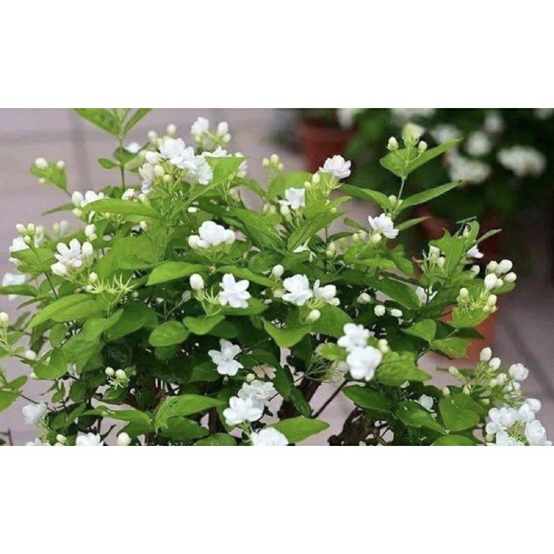 ♡♡ Cây giống hoa nhài kép  hoa thơm phức