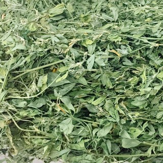 Cỏ Alfalfa nguyên cành lá mềm cho Thỏ, Bọ Ú mọi độ tuổi