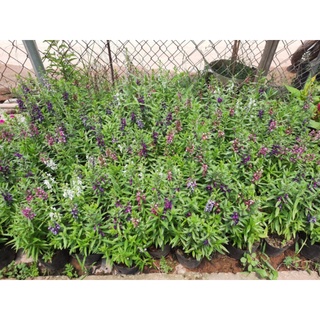 hoa ngọc hân - violet nhật