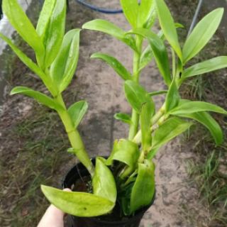Denro nắng móng rồng vàng