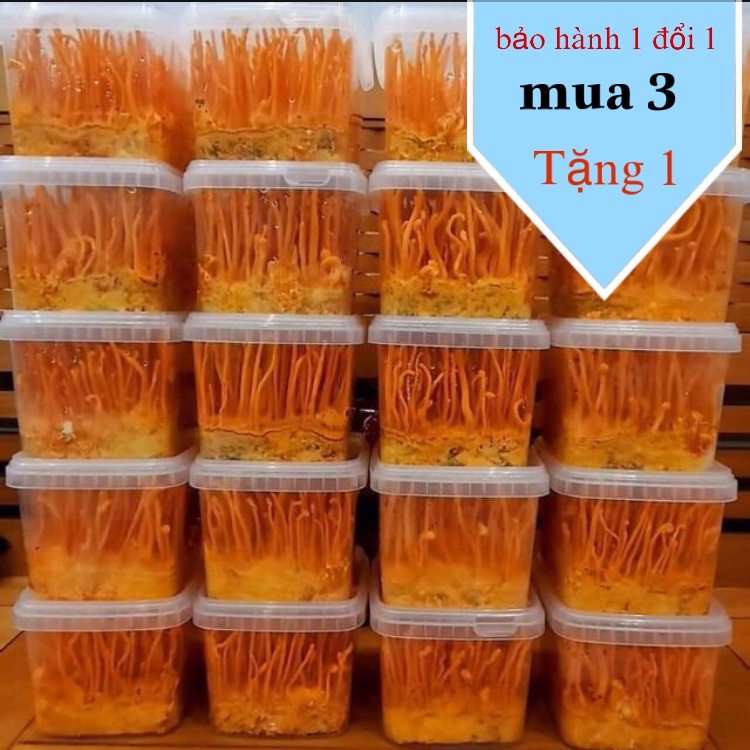 Đông Trùng Hạ thảo Tươi (hộp 200g ) - mua 3 tặng 1