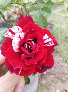 Combo 10 cây hồng leo đủ màu