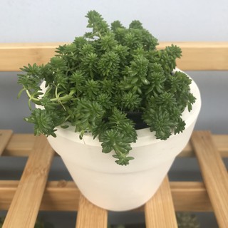 Sen đá sedum xanh
