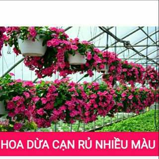 Chậu Hoa Dừa Cạn Dễ Trồng Nhiều Màu