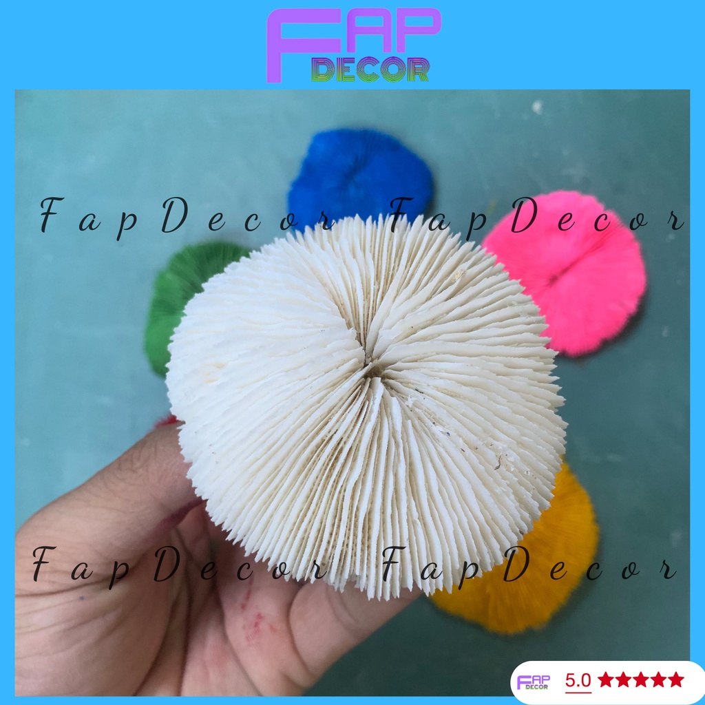 SAN HÔ BIỂN HÌNH DÙ PHONG THỦY PHỐI MÀU SIÊU ĐẸP TRANG TRÍ HỒ CÁ TIỂU CẢNH - FAPDECOR