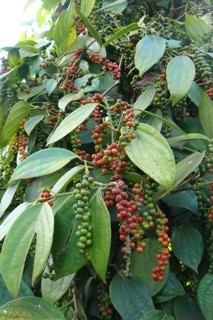 Tiêu hạt daklak 1kg