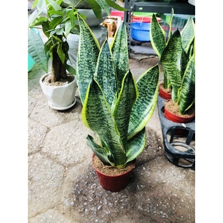 Cây lưỡi hổ mini để bàn tiểu cảnh phong thủy