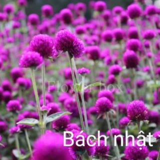 (100gr) Cúc bách nhật