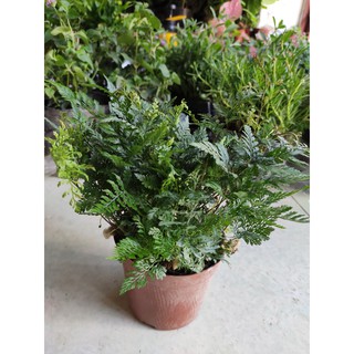 (Xanhshop22) Dương xỉ