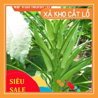 💓✨HẠT giống đậu bắp xanh f1 chất lượng cao💥