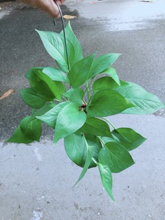 Trầu Bà Thái Treo