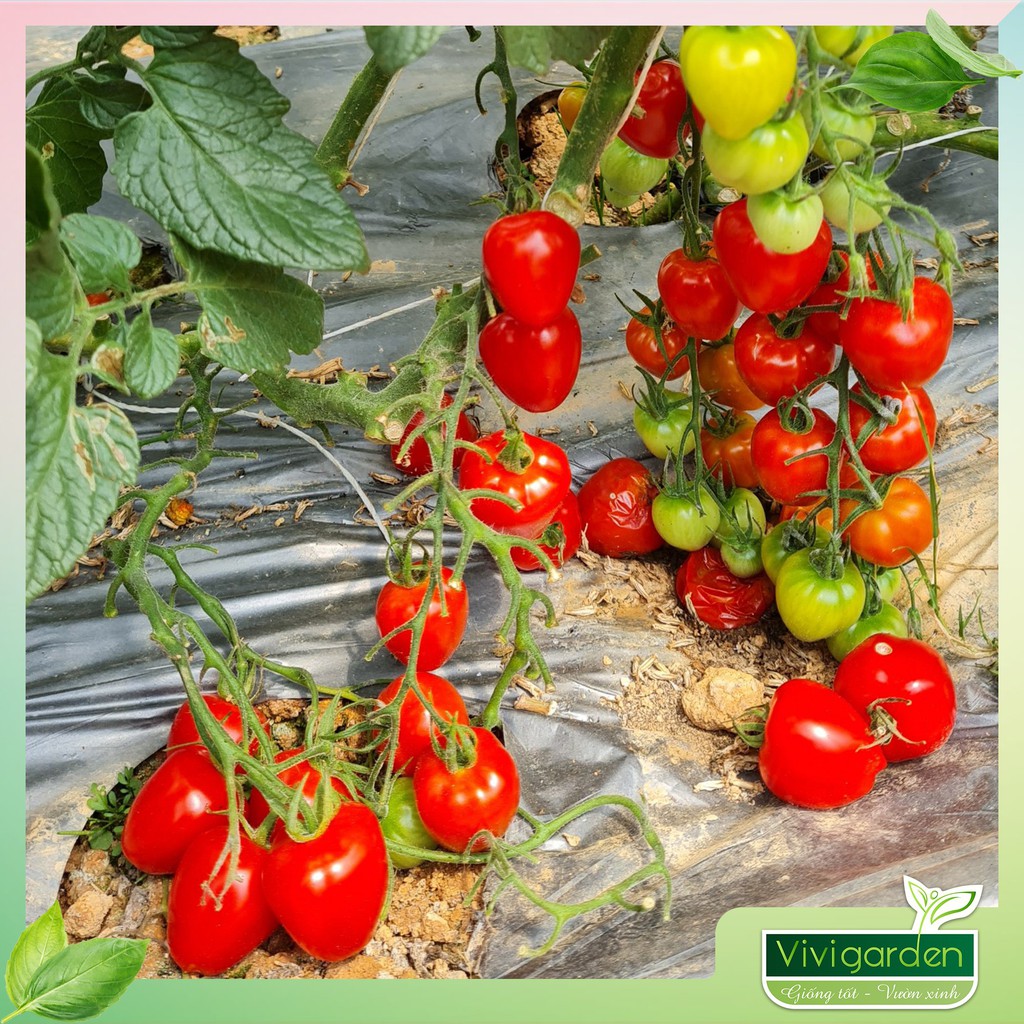 Combo 5 hạt giống cà Cherry Dâu Đỏ siêu đẹp, ngon, ngọt, sai quả và kháng bệnh tốt, thích hợp trồng vụ tháng 8 hằng năm
