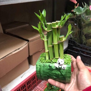 Chậu trúc Phú Quý Gấu Trúc