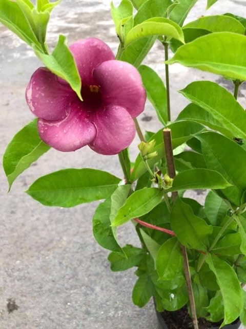 Cây quỳnh anh tím