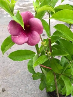 Cây quỳnh anh tím