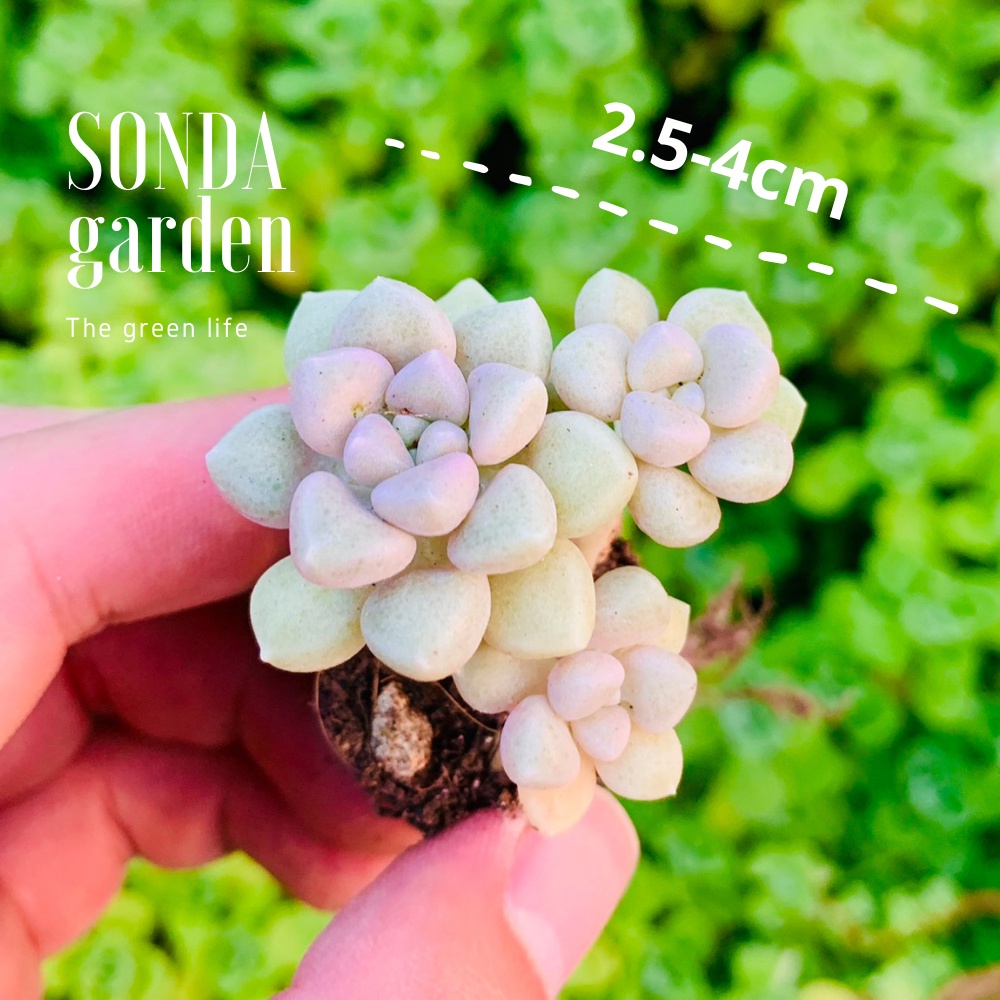 Sen đá kim tuyến SONDA GARDEN size mini 2.5-4cm, xuất xứ Đà Lạt, khoẻ đẹp, lỗi 1 đổi 1