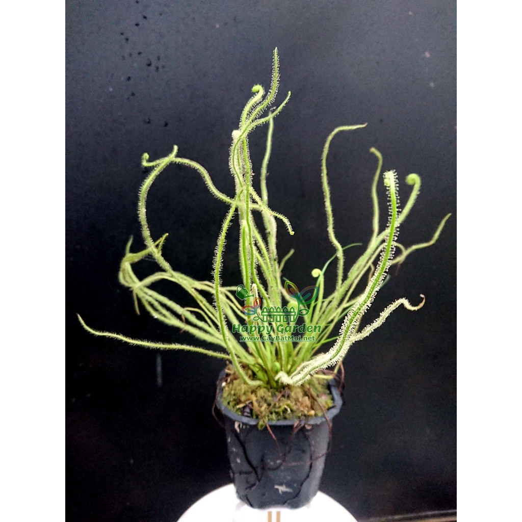 Drosera Filiformis Green - Cây Gọng Vó Bạch tuột Xanh