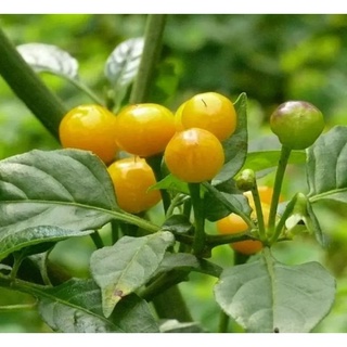 Cây ớt Charapita đang có trái cao 40 cm