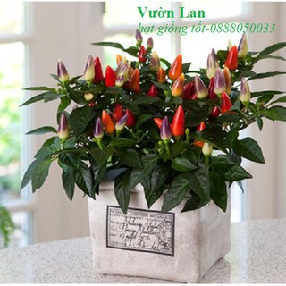 Hạt Giống Ớt Ngũ Sắc  10 Hạt