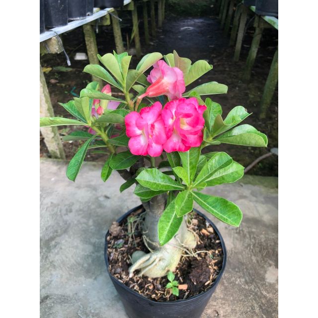 CÂY SỨ THÁI (hoa đẹp, nhiều loại)