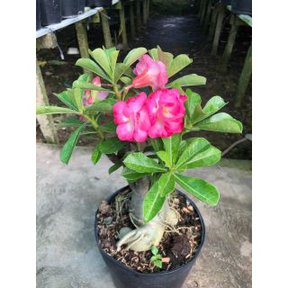 CÂY SỨ THÁI (hoa đẹp, nhiều loại)