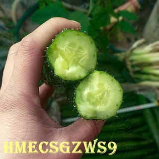 Hạt dưa chuột / Hạt dưa chuột nhật bản 20h