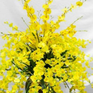 30 cành hoa lan vũ nữ giá sỉ
