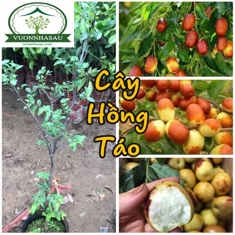 Cây hồng táo - táo đỏ tân cương