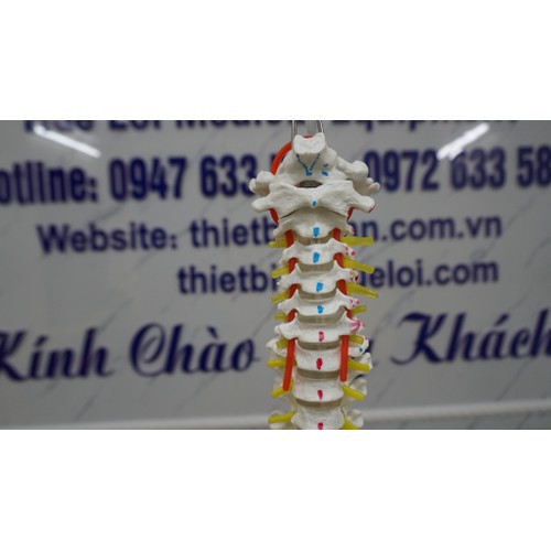 Mô hình xương cột sống , khung chậu 83cm